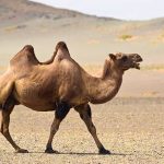 geislerfarm bisnisview